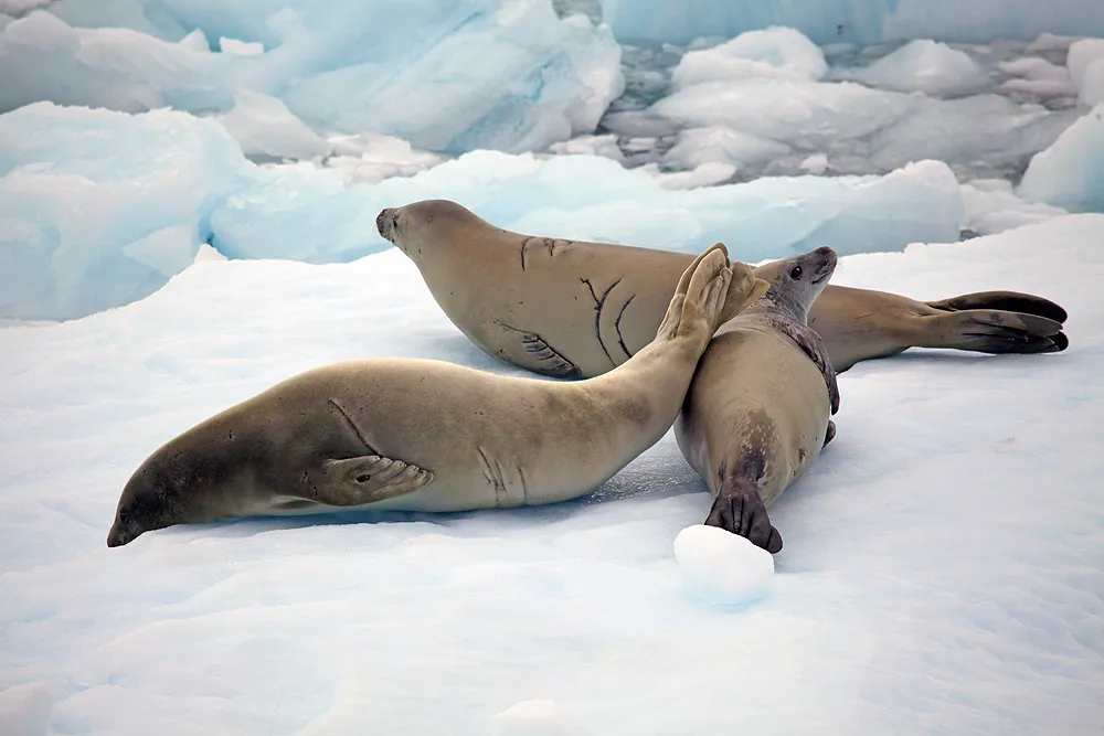 Crabeater seals